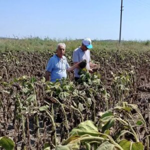 sokede aycicegi verim beklentisi artiyor sHkTyYnb