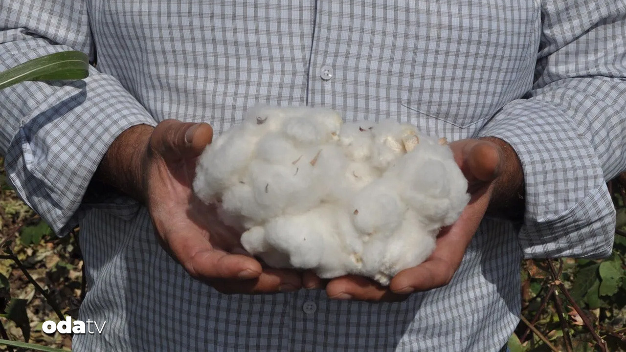 amik ciftcisi dertli pamuk fiyatlari can yakti TmYaXs36