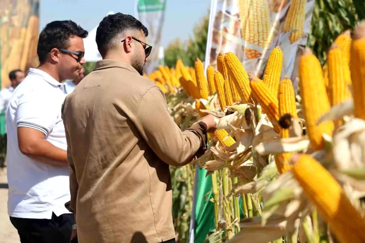 may tohumun tarla gununde yeni misir cesitleri tanitildi Nq8hfiwa
