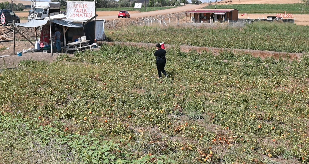 tarlasini vatandasa acti paraya para demedi xHsSARyc
