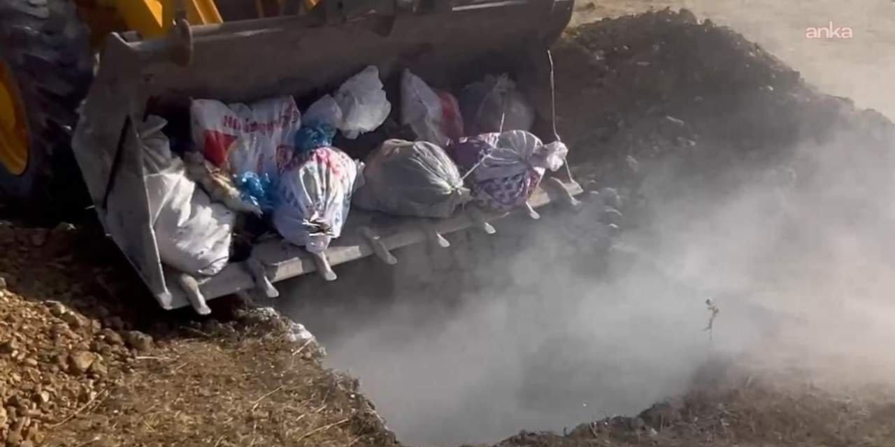 hakkaride hayvan katliami yuzlerce hayvan canli canli gomuldu qIr5VxfC.jpg