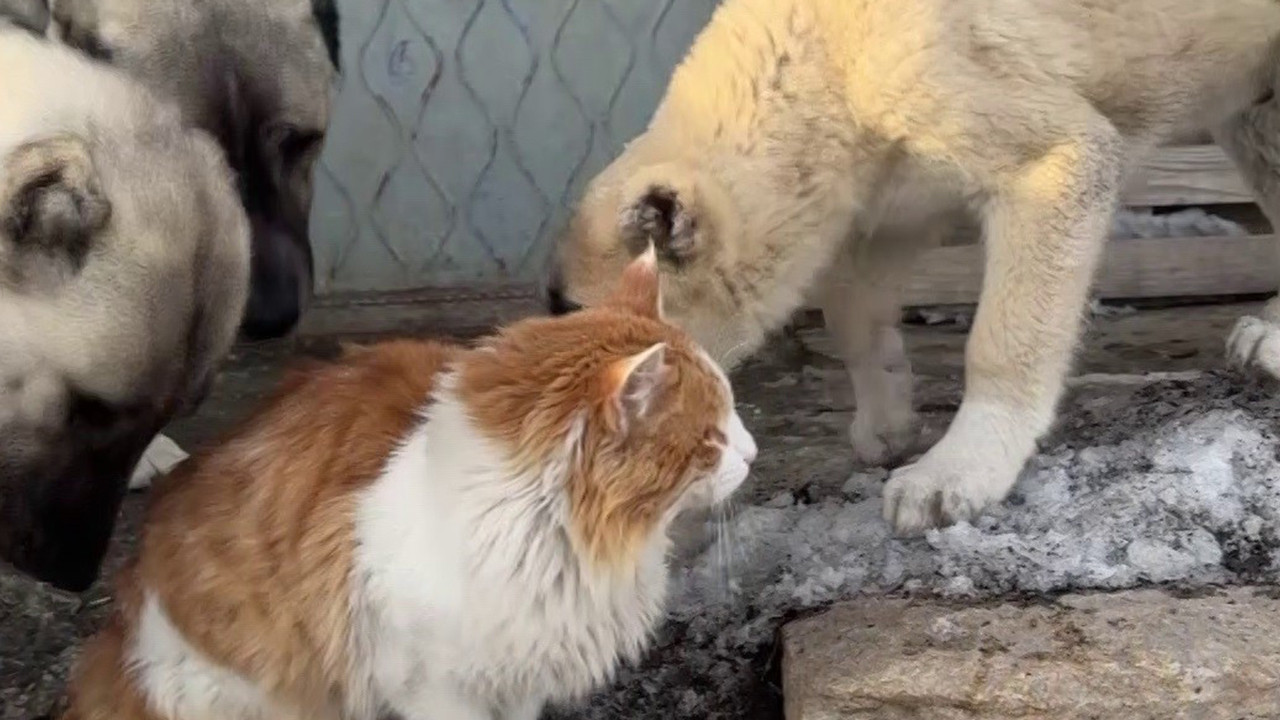Kedi ve Kangal Köpeği Dostluğu, Seyredenleri Etkiliyor